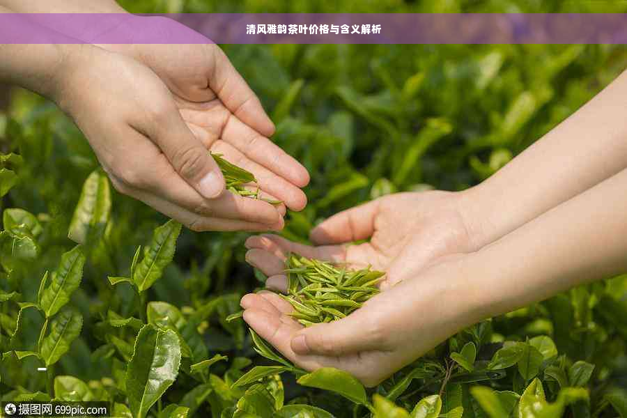 清风雅韵茶叶价格与含义解析