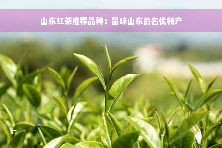 山东红茶推荐品种：品味山东的名优特产