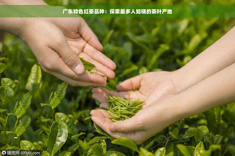 广东特色红茶品种：探索最多人知晓的茶叶产地