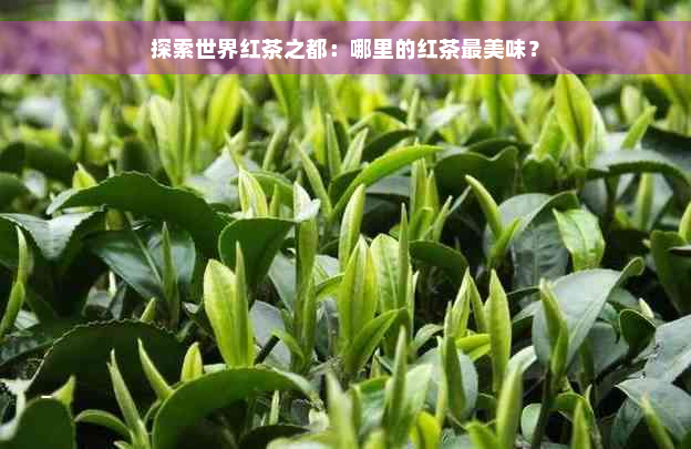 探索世界红茶之都：哪里的红茶最美味？