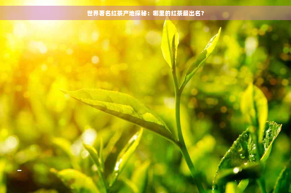 世界著名红茶产地探秘：哪里的红茶最出名？