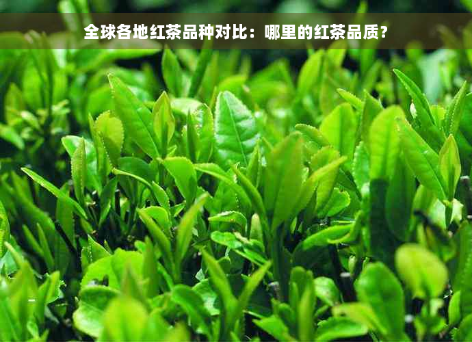 全球各地红茶品种对比：哪里的红茶品质？