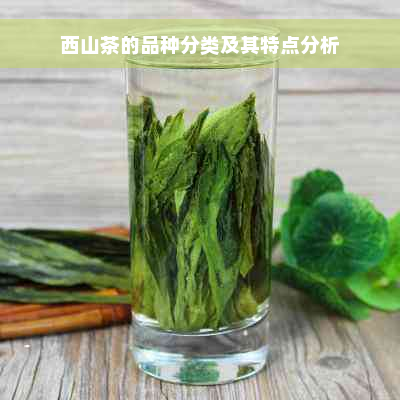 西山茶的品种分类及其特点分析