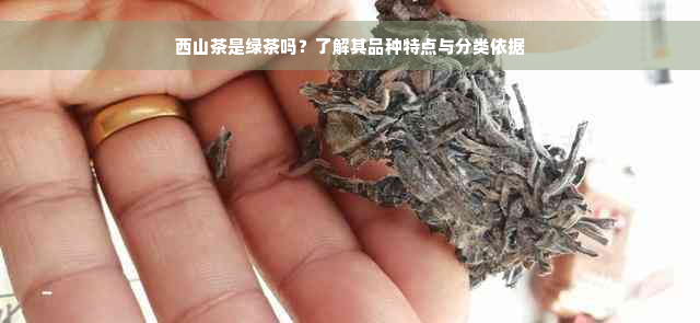 西山茶是绿茶吗？了解其品种特点与分类依据