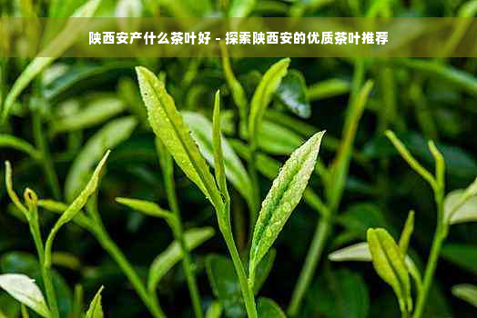 陕西安产什么茶叶好 - 探索陕西安的优质茶叶推荐