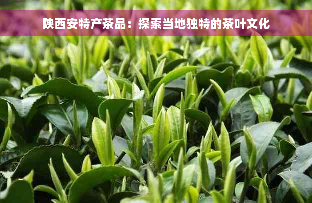 陕西安特产茶品：探索当地独特的茶叶文化