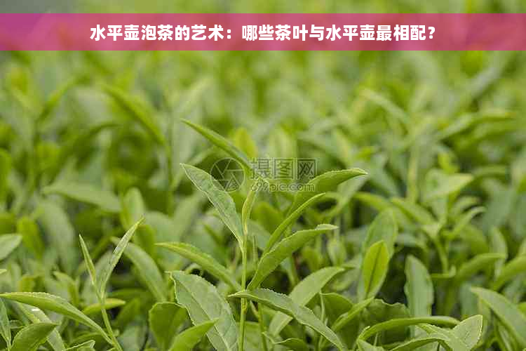 水平壶泡茶的艺术：哪些茶叶与水平壶最相配？