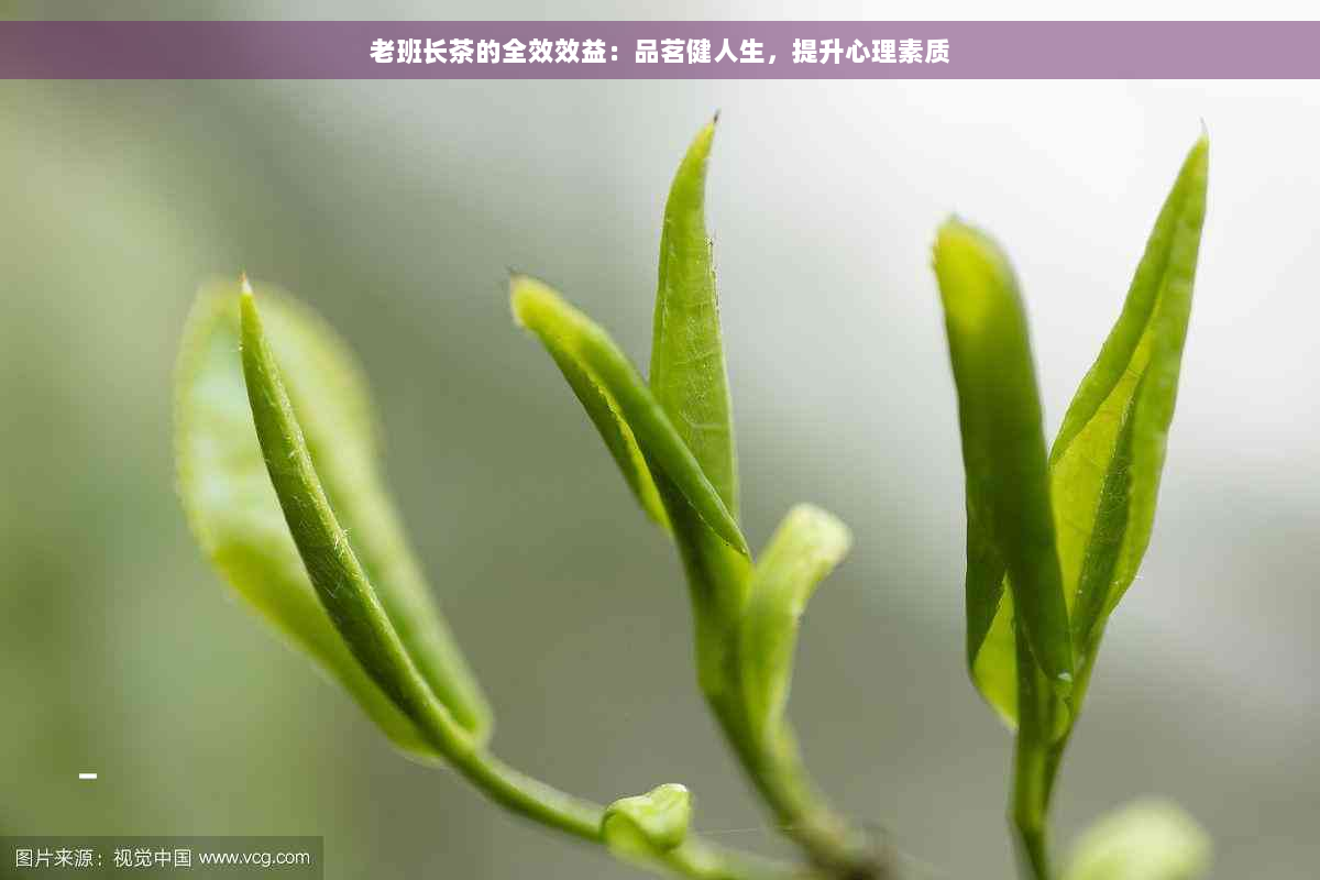 老班长茶的全效效益：品茗健人生，提升心理素质