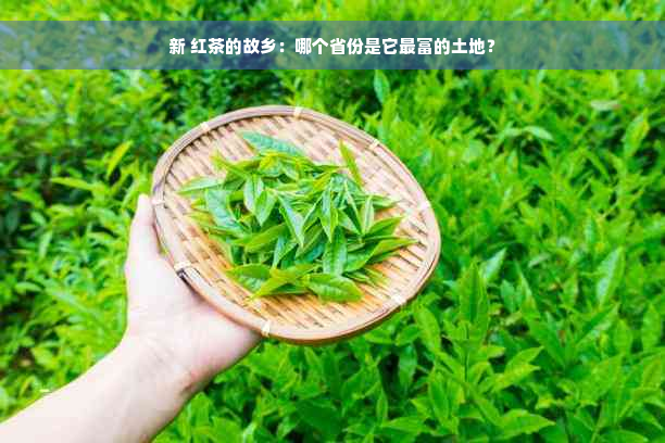 新 红茶的故乡：哪个省份是它最富的土地？