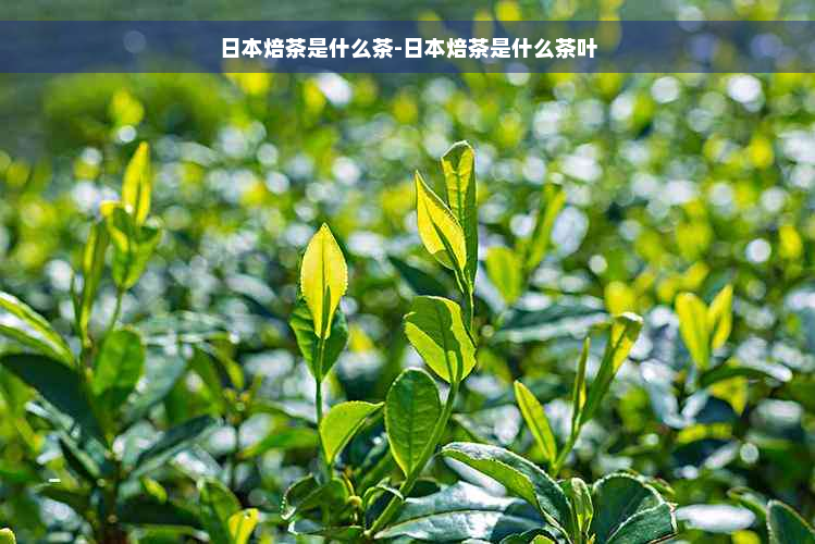 日本焙茶是什么茶-日本焙茶是什么茶叶