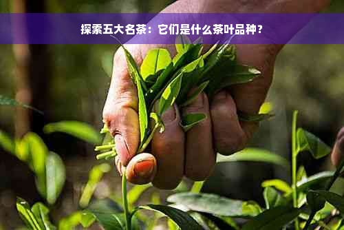 探索五大名茶：它们是什么茶叶品种？