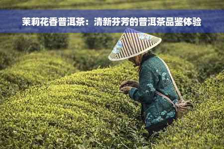 茉莉花香普洱茶：清新芬芳的普洱茶品鉴体验