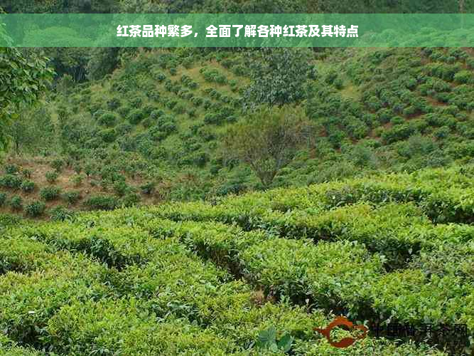 红茶品种繁多，全面了解各种红茶及其特点