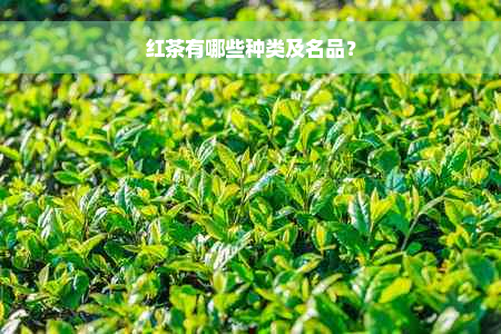 红茶有哪些种类及名品？