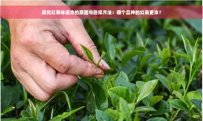 探究红茶味道浓的原因与选择方法：哪个品种的红茶更浓？