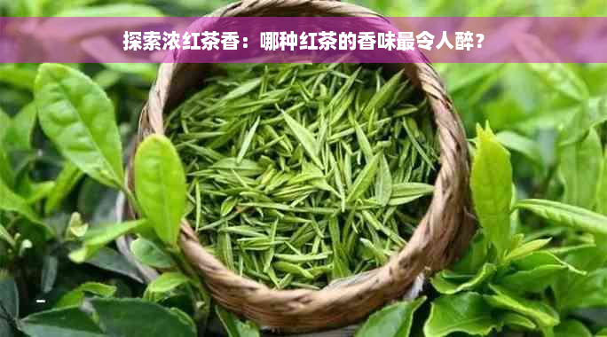 探索浓红茶香：哪种红茶的香味最令人醉？