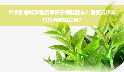 红茶的香味浓程度取决于哪些因素？如何选择具有浓香味的红茶？