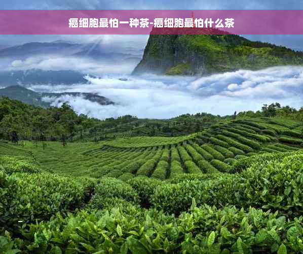 癌细胞最怕一种茶-癌细胞最怕什么茶