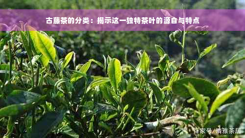 古藤茶的分类：揭示这一独特茶叶的源自与特点