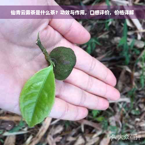 仙青云雾茶是什么茶？功效与作用，口感评价，价格详解