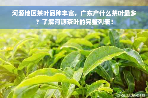 河源地区茶叶品种丰富，广东产什么茶叶最多？了解河源茶叶的完整列表！