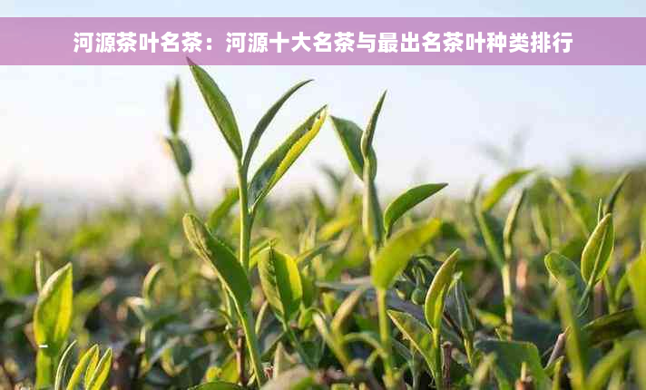 河源茶叶名茶：河源十大名茶与最出名茶叶种类排行