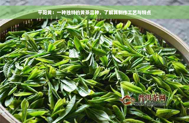 平阳黄：一种独特的黄茶品种，了解其制作工艺与特点