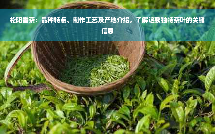 松阳香茶：品种特点、制作工艺及产地介绍，了解这款独特茶叶的关键信息