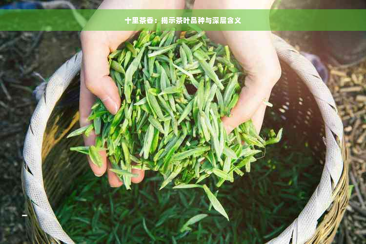 十里茶香：揭示茶叶品种与深层含义