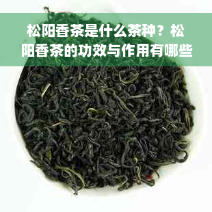 松阳香茶是什么茶种？松阳香茶的功效与作用有哪些？介绍一下这种茶叶。