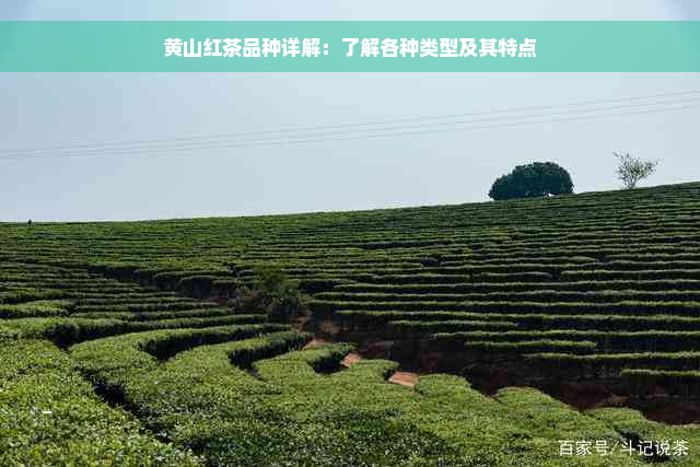 黄山红茶品种详解：了解各种类型及其特点