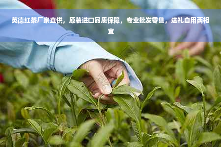 英德红茶厂家直供，原装进口品质保障，专业批发零售，送礼自用两相宜