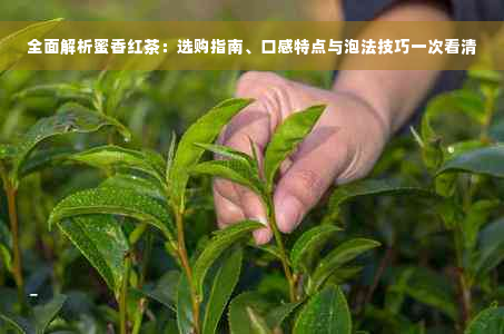 全面解析蜜香红茶：选购指南、口感特点与泡法技巧一次看清