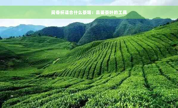 闻香杯适合什么茶喝：品鉴茶叶的工具