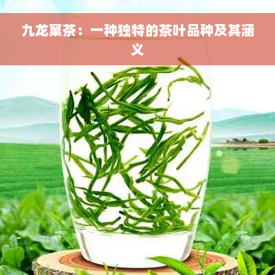 九龙窠茶：一种独特的茶叶品种及其涵义