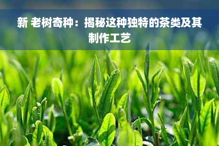 新 老树奇种：揭秘这种独特的茶类及其制作工艺