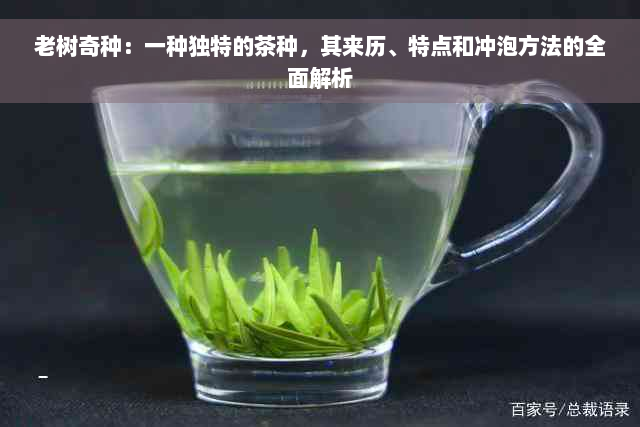 老树奇种：一种独特的茶种，其来历、特点和冲泡方法的全面解析