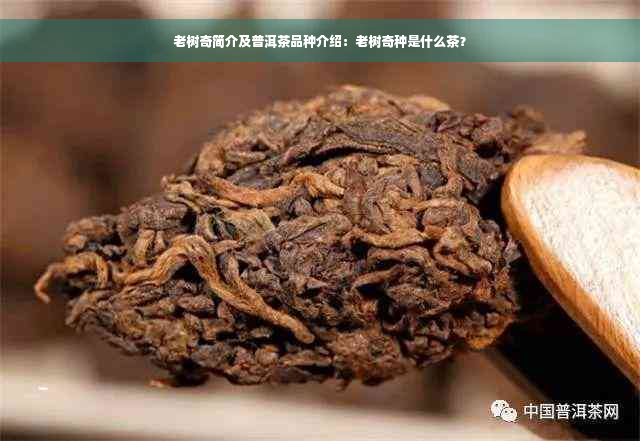 老树奇简介及普洱茶品种介绍：老树奇种是什么茶？