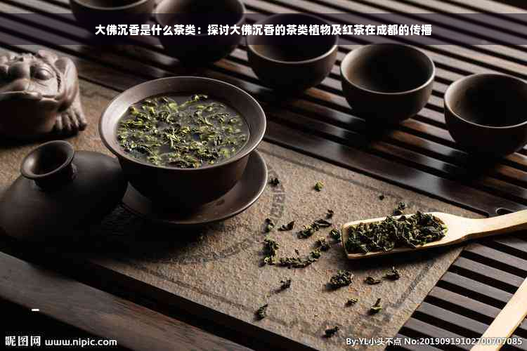 大佛沉香是什么茶类：探讨大佛沉香的茶类植物及红茶在成都的传播