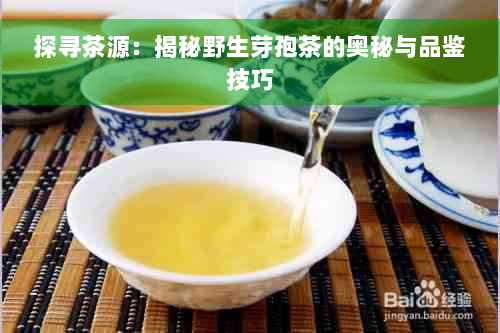 探寻茶源：揭秘野生芽孢茶的奥秘与品鉴技巧