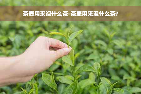 茶壶用来泡什么茶-茶壶用来泡什么茶?