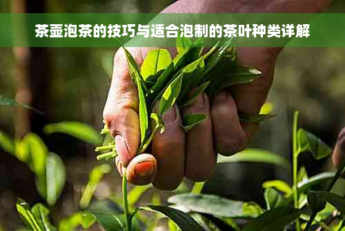 茶壶泡茶的技巧与适合泡制的茶叶种类详解