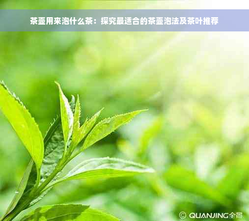 茶壶用来泡什么茶：探究最适合的茶壶泡法及茶叶推荐