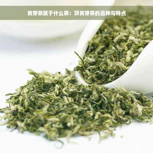 黄芽茶属于什么茶：顶黄芽茶的品种与特点