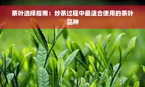 茶叶选择指南：炒茶过程中最适合使用的茶叶品种