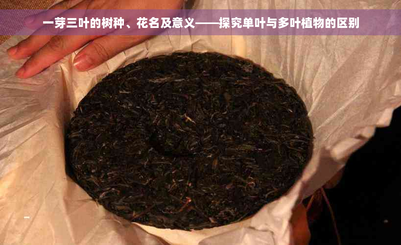 一芽三叶的树种、花名及意义——探究单叶与多叶植物的区别