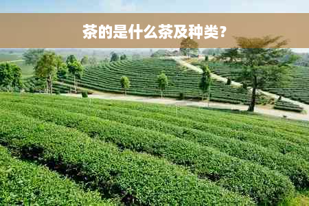 茶的是什么茶及种类？