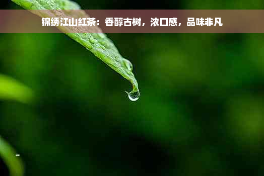 锦绣江山红茶：香醇古树，浓口感，品味非凡