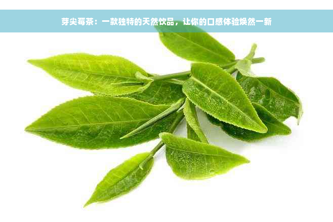 芽尖莓茶：一款独特的天然饮品，让你的口感体验焕然一新