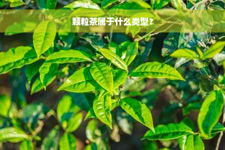 颗粒茶属于什么类型？